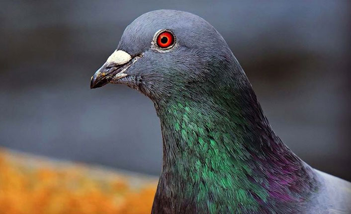 'New Kim' dünyanın en pahalı posta güvercini oldu