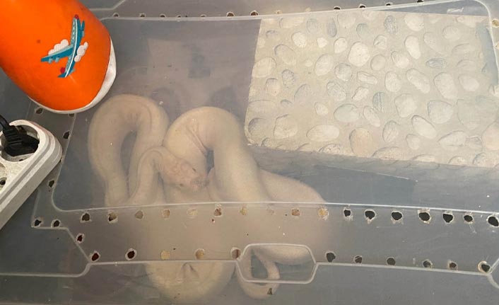İstanbul'da ejder ve piton yılanları dahil 12 sürüngen ele geçirildi