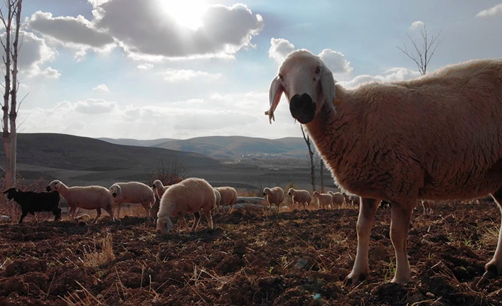 Çiftçiye 5 bin koyun dağıtıldı