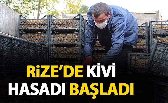 Rize'de, kivide hasat zamanı