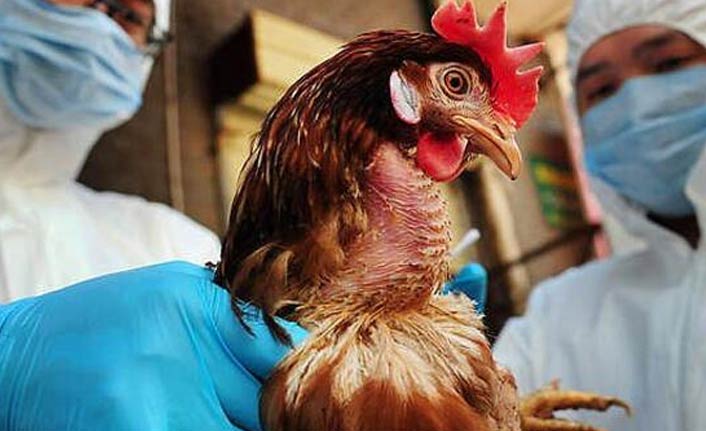 Fransa’da 'kuş gribi' paniği ortaya çıktı