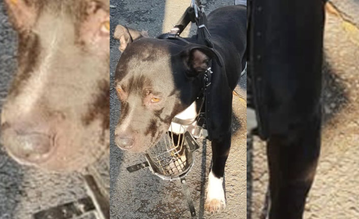 Trabzon sahilinde köpek gezdiren şahısa 9500 Lira ceza