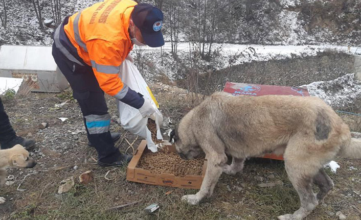 Büyükşehir sahipsiz canları unutmadi