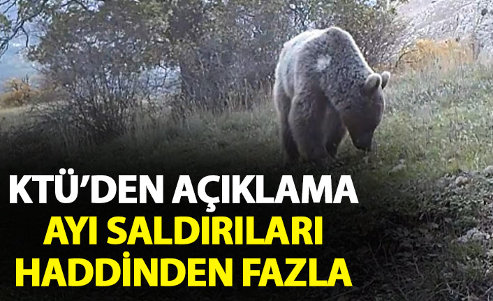 Türkiye'de ayı saldırıları haddinden fazla