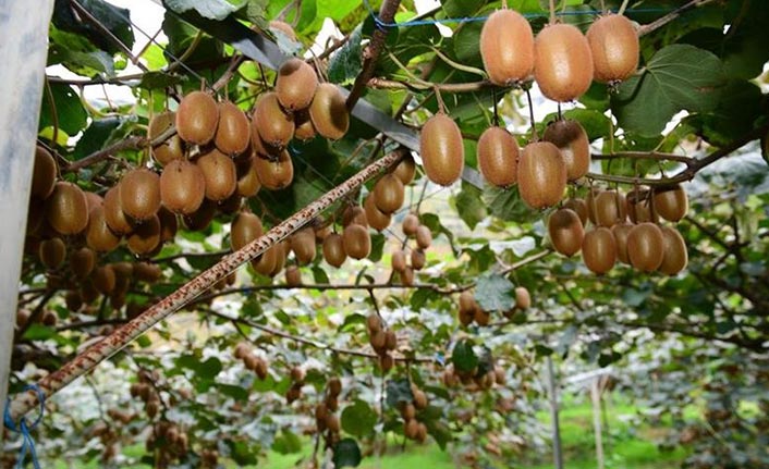 Trabzon'da son dönemin gözde meyvesi! Pandemi döneminde ilgi arttı