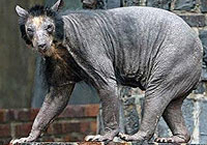 Tüyleri dökülen ayı bu hale geldi