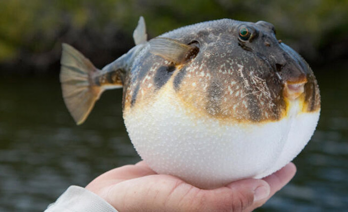 Her balon balığı kuyruğu için 5 lira ödenecek!