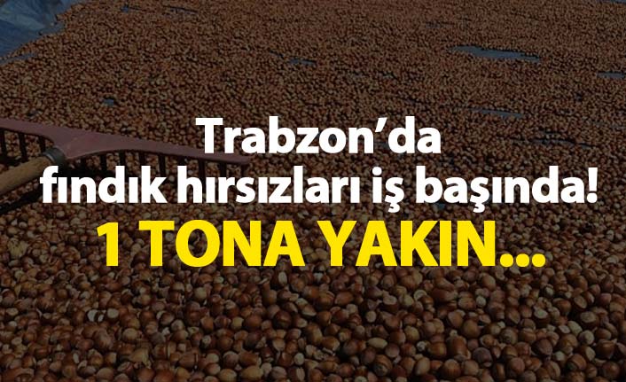 Trabzon'da fındık hırsızları iş başında
