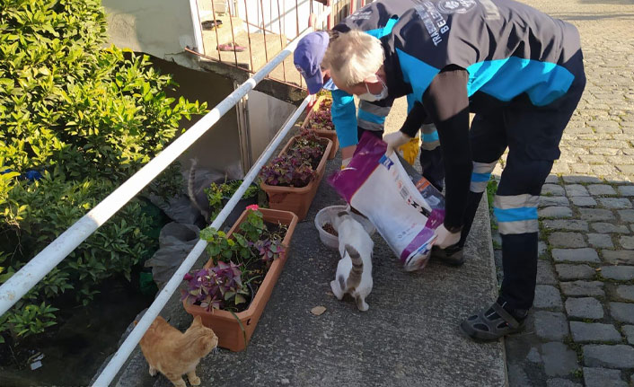 Trabzon'da sokak hayvanları unutulmadı