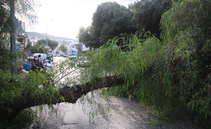 Koca ağaç bir anda yola devrildi