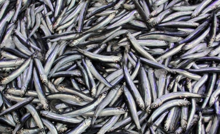 Karadeniz'de hamsi bolluğu tezgahlara yansıdı