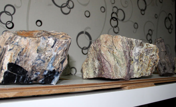 160 milyon yıllık taşlaşmış fosil ağaç bulundu