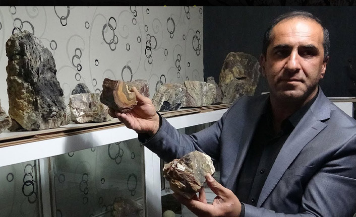 160 milyon yıllık fosil ağaç kalıntıları bulundu