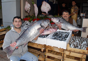 Hamsi ağından dev balıklar çıktı