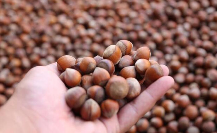 Bakan açıkladı! TMO'nun fındık alım süresi uzatıldı