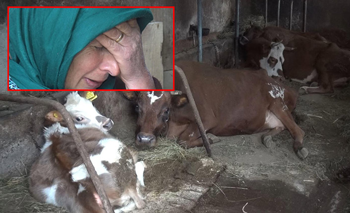 Trabzon'da çaresiz bekleyiş! 3 ineğinin başında gözyaşı döküyor