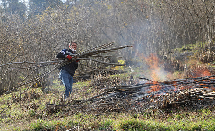 Trabzon'da Fındık zararlısı "Drakula"ya karşı savaş açıldı