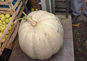 32 kilo GDO'suz kabak yetişti