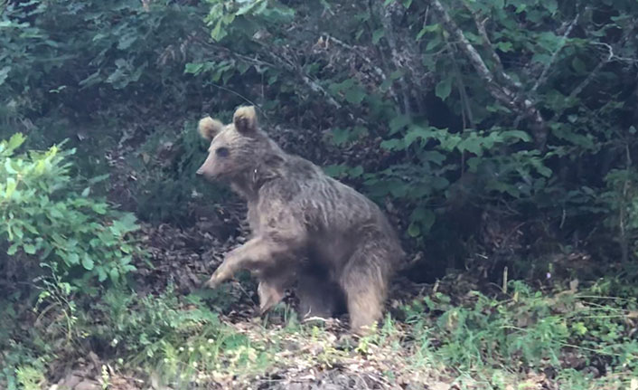 Kış uykusuna yatmayan ayılar, tedirgin ediyor