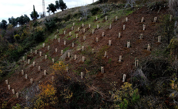 Trabzon'da meyve fidanları vatandaşlara ek gelir getirecek