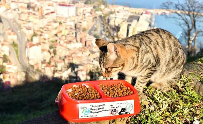 Trabzon'da kısıtlamada sokak hayvanları unutulmadı