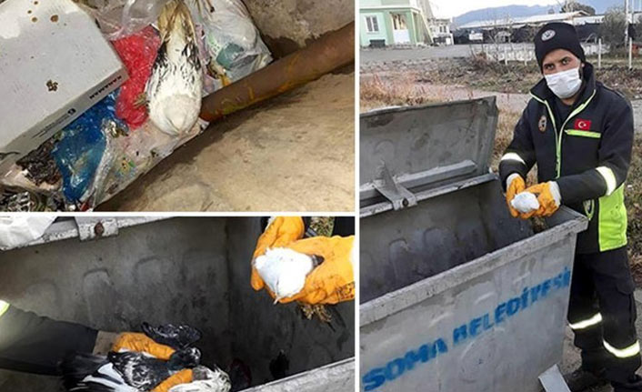 Güvercinleri poşete koyup canlı canlı çöpe atmışlar