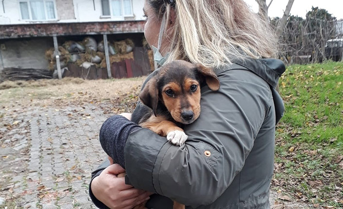 Ardeşen’de ‘Patiler Kampanyası’ ile Sokak Hayvanlarına Mama Desteği