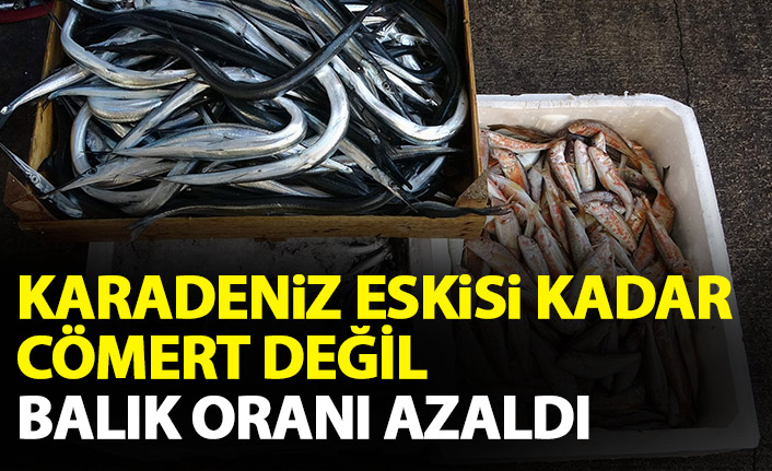 Karadeniz artık eski kadar cömert değil! Avlanan balık oranında düşüş