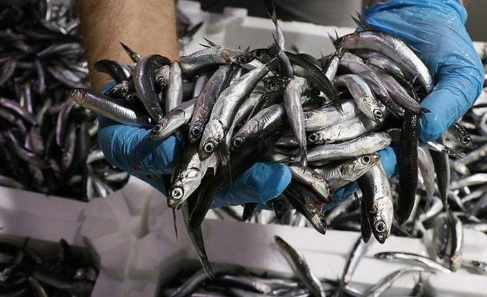 Hamsi ihracatı geçen yıl 9,7 milyon dolar kazandırdı