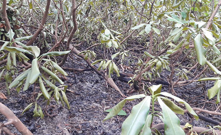 Ordu'da örtü yangını söndürüldü