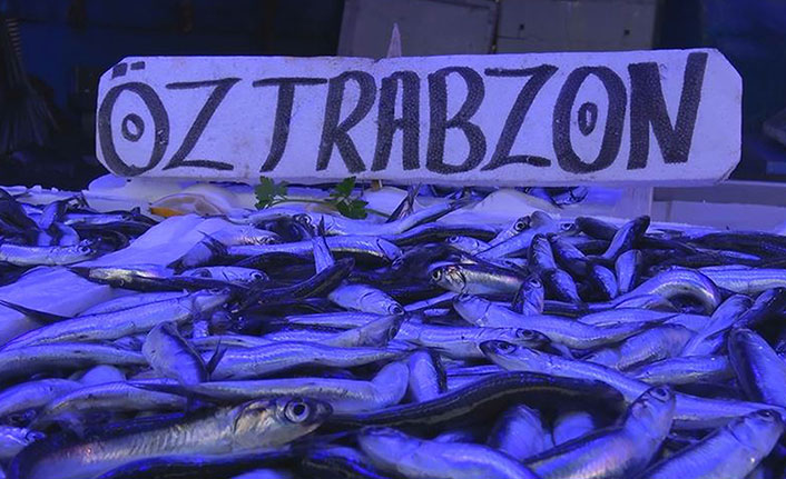 KTÜ'lü profesörden hamsi popülasyonu için yunus önerisi