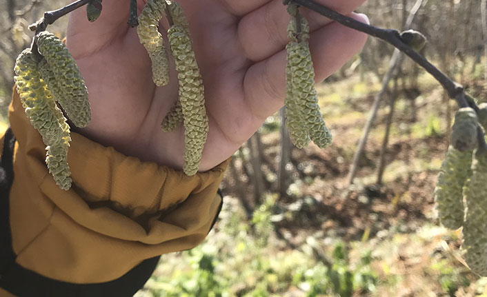 Hava şartları fındık üreticisini endişelendiriyor