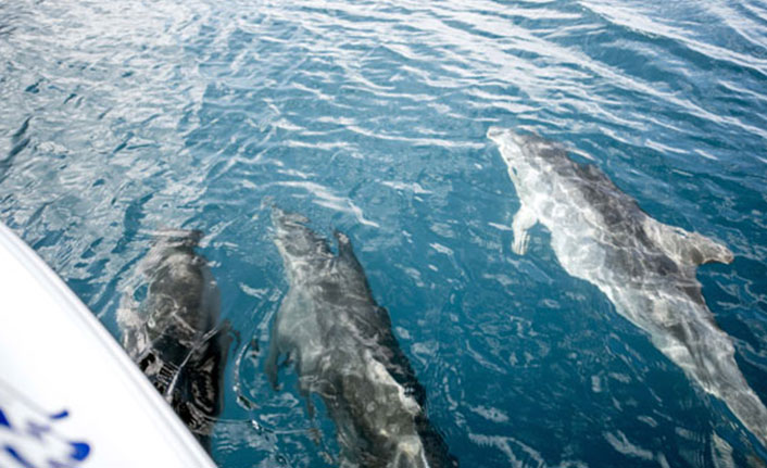 'Yunuslar kontrollü avlansın' önerisine tepki