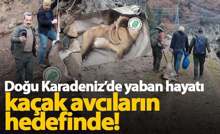 Doğu Karadeniz'de yaban hayatı onlar yüzünden tehlikede
