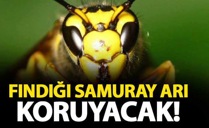 Fındığı Samuray Arı koruyacak