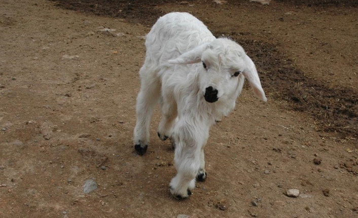 Diyarbakır'da 6 ayaklı doğan kuzu görenleri şaşırttı