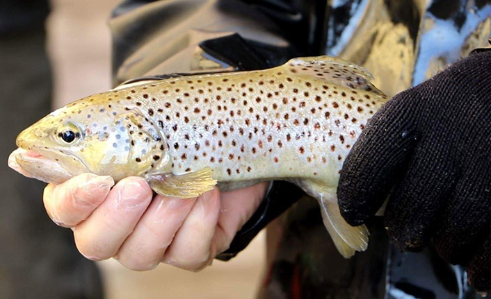 Trabzon'da 2 milyon 100 Bin alabalık üretildi