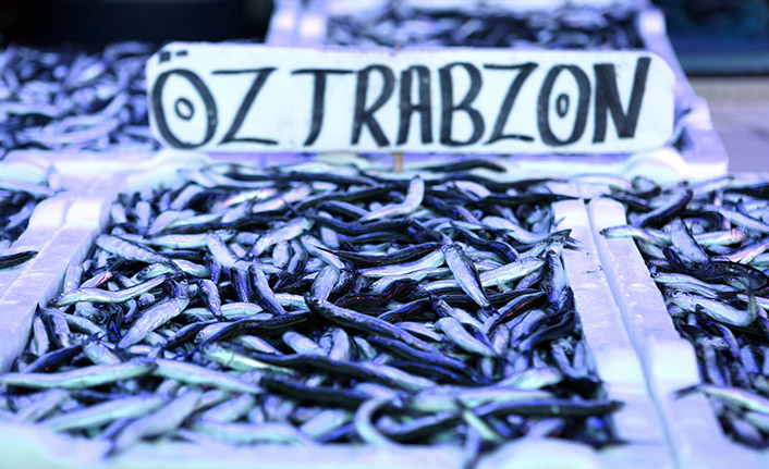 Hamsi için önemli öneri "Avı bir yıl yasaklansın"