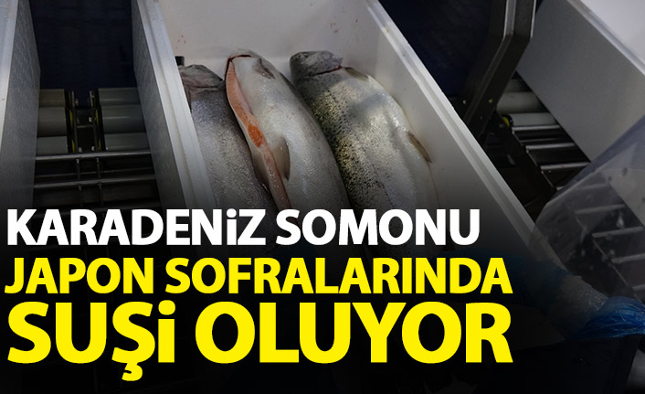 Karadeniz Somonu Japon sofralarında suşi oluyor