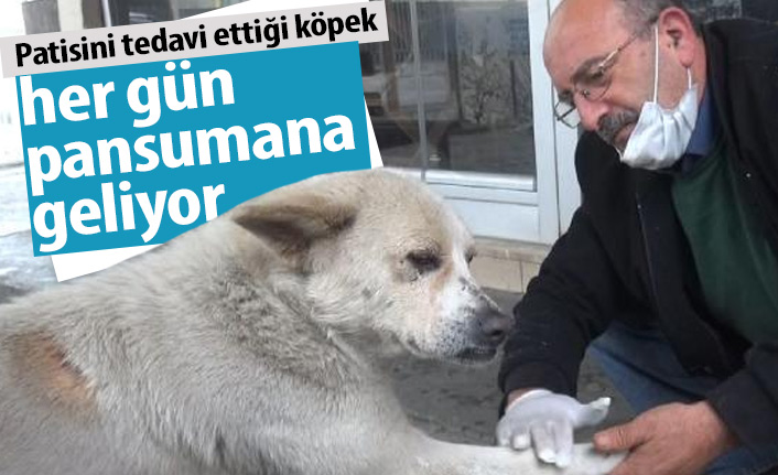 Patisini tedavi ettiği köpek her gün pansumana geliyor