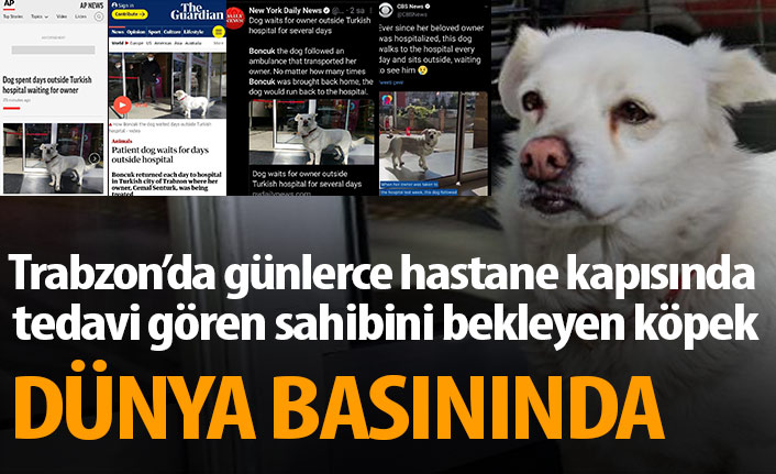 Trabzon'da hastane kapısında sahibini bekleyen köpek dünya basınında