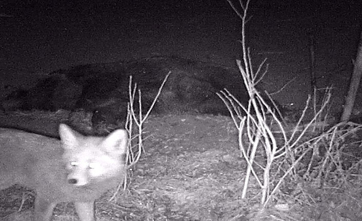 Tilki telef olan domuzla karnını doyurdu