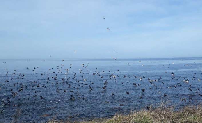 Trabzon'da martı ve karabataklar iş başında
