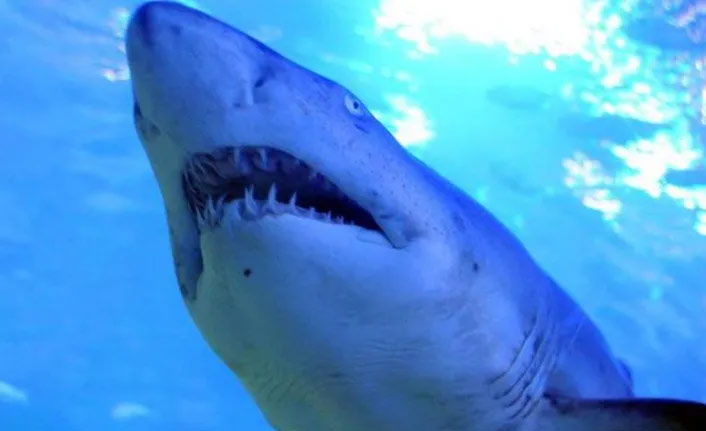 Köpek balığı ve vatoz yok olma tehlikesi altında