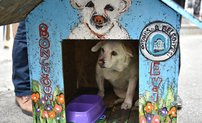 Trabzon'da vefalı köpek ‘Boncuk’ kulübesine kavuştu