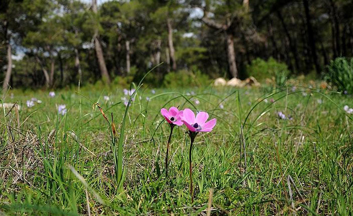 İlk Cemre ne zaman, nereye düşecek? İşte 2021 Cemre düşme tarihleri