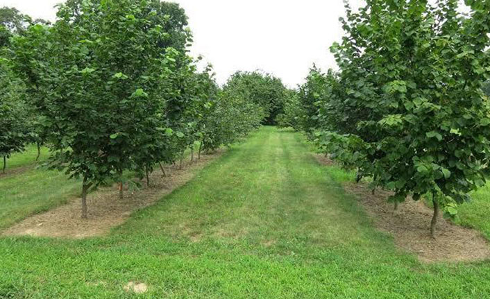 Trabzon'da fındık üretiminde verimin artırılması çağrısı