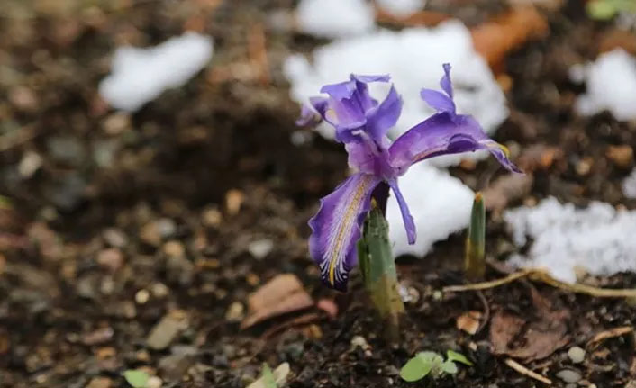 Bu çiçeği koparmanın cezası 80 bin 465 lira