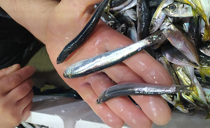 Av yasağı sonrası tezgaha gelen hamsi memnun etmedi