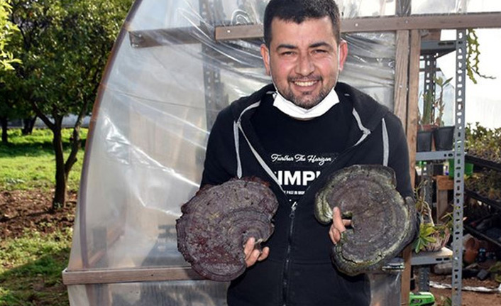 Şans eseri ölümsüzlük mantarı buldu